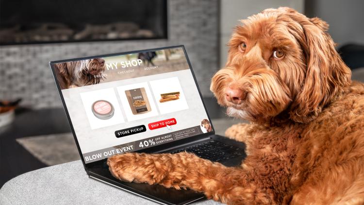 main of Pets Make Use of Many Products Just as Humans Do (findit101)